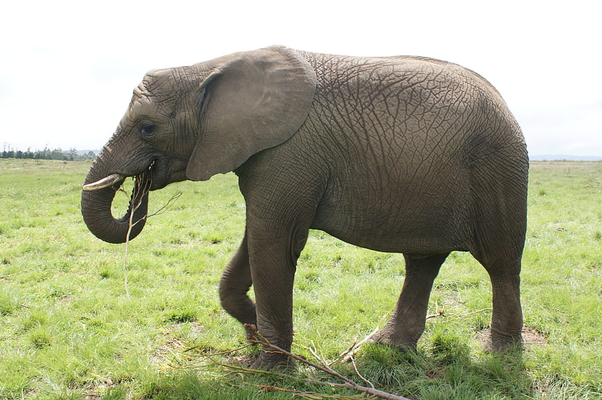 Young African Elephant Grazing in Green Grassland