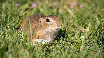 Close-up of a gopher in green grass with wildflowers