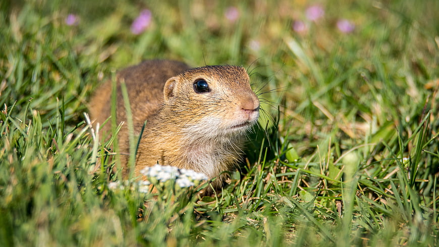 Close-up of a gopher in green grass with wildflowers