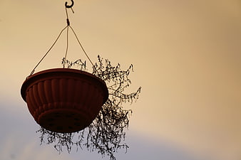 Silhouette of dried plant in hanging basket against sunset sky