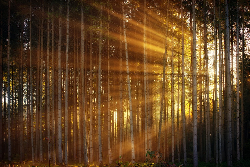 Golden Sunbeams Streaming Through Misty Pine Forest