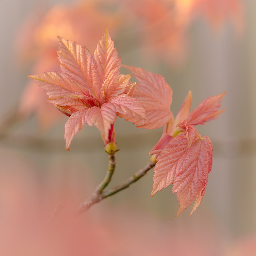 Close-up of delicate pink spring leaves on a branch