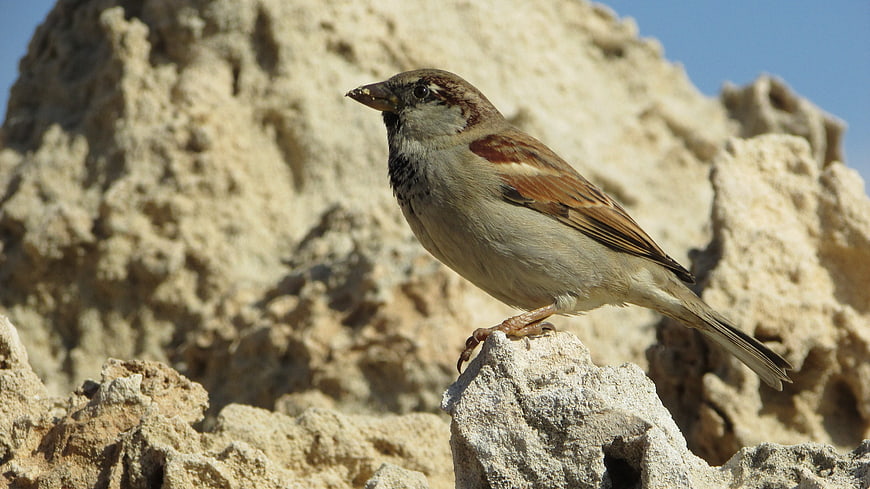 Male House Sparrow Perched on Rocky Outcrop