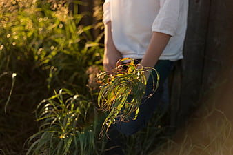 Person holding green plant in golden sunlight
