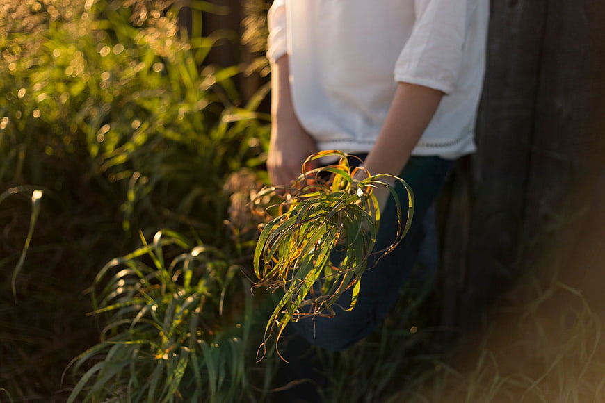 Person holding green plant in golden sunlight