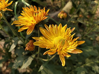 Close-up of vibrant yellow chrysanthemum flowers in garden