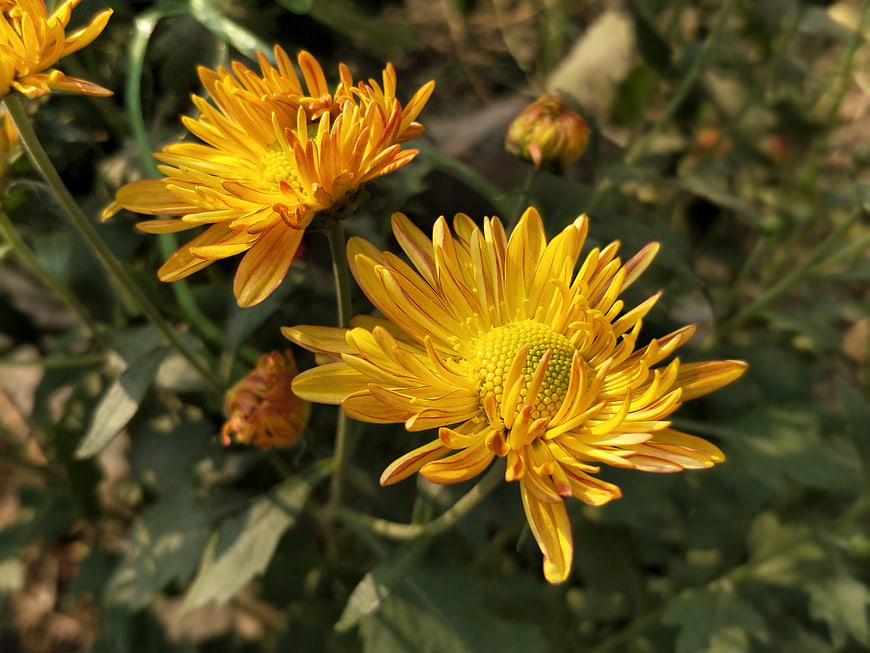 Close-up of vibrant yellow chrysanthemum flowers in garden