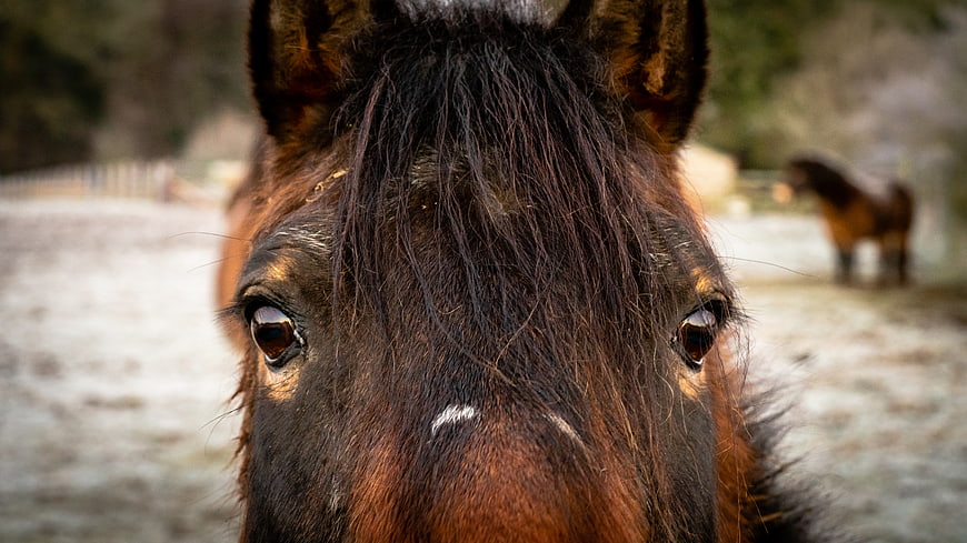 Close-up Portrait of a Brown Horse Face