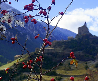 Red rose hips in foreground with blurred mountain castle background