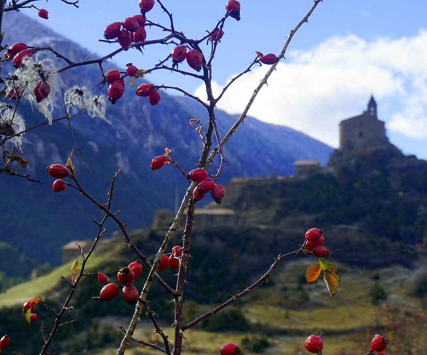Red rose hips in foreground with blurred mountain castle background