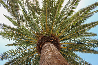 Low Angle View of Palm Tree Crown Against Blue Sky