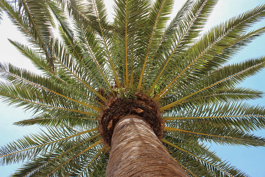 Low Angle View of Palm Tree Crown Against Blue Sky