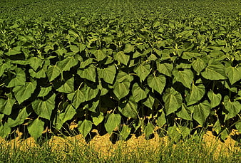 Lush Green Sunflower Field in Early Growth Stage