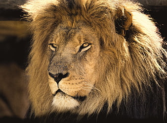 Close-up portrait of a majestic male lion with scars