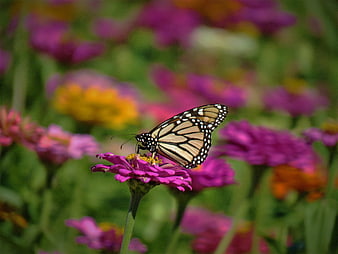 Monarch Butterfly on Pink Zinnia Flower in Garden