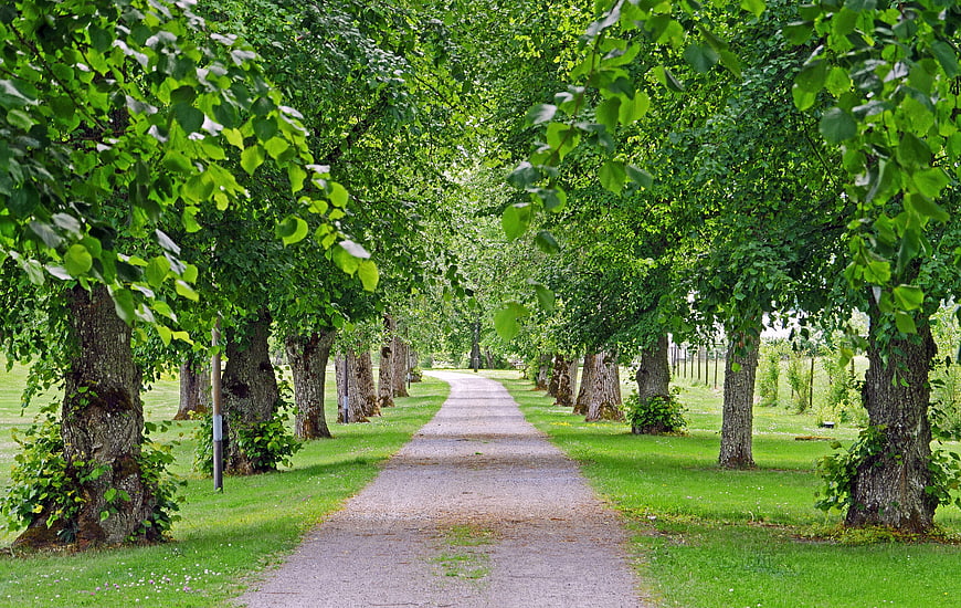 Serene gravel path through lush green linden tree avenue