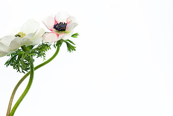 White and Pink Anemone Flowers on White Background