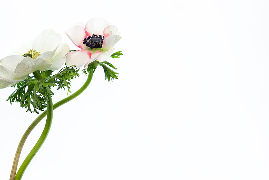 White and Pink Anemone Flowers on White Background