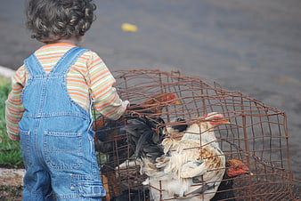 Toddler in overalls looking at chickens in a wire cage