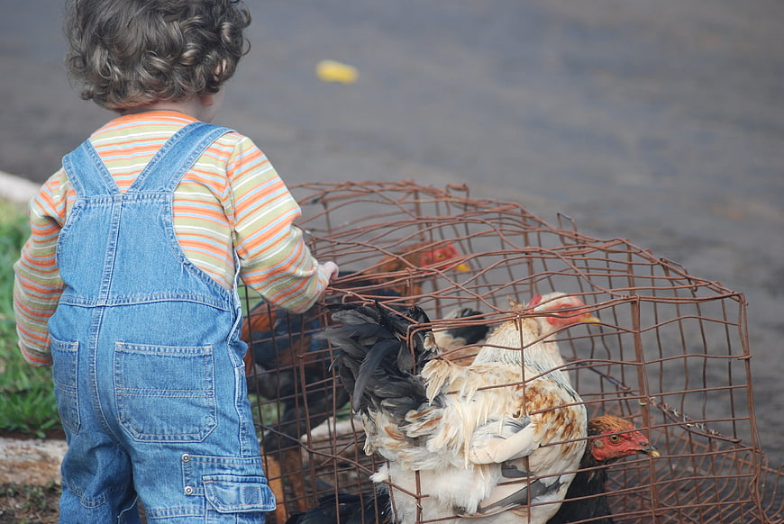 Toddler in overalls looking at chickens in a wire cage