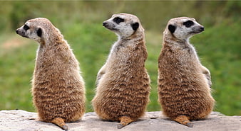 Three Meerkats Standing Upright on Rock in Natural Habitat