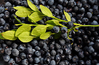 Fresh Blueberries with Green Leaves Close-Up