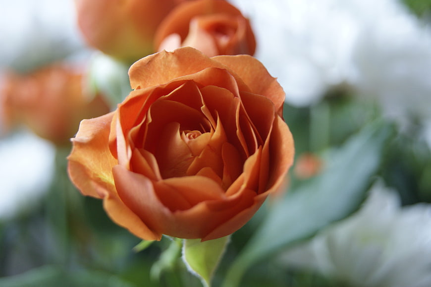 Close-up of a vibrant orange rose with blurred background