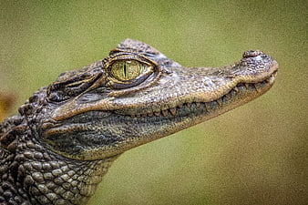 Close-up profile of a crocodile head with sharp eye and teeth