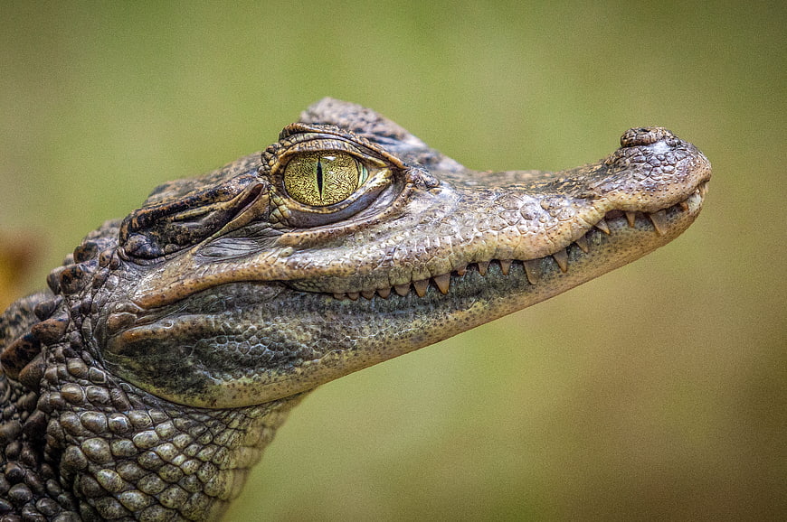 Close-up profile of a crocodile head with sharp eye and teeth