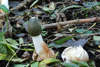 Close-up of Phallus impudicus mushroom in forest