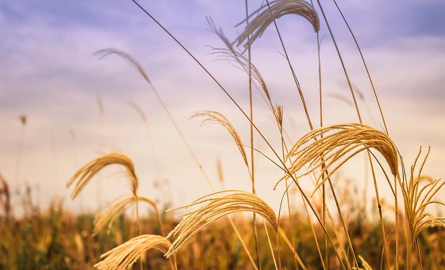 Golden Wheat Ears in Field at Sunset