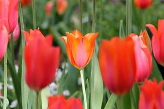 Vibrant orange tulip blooming in a garden