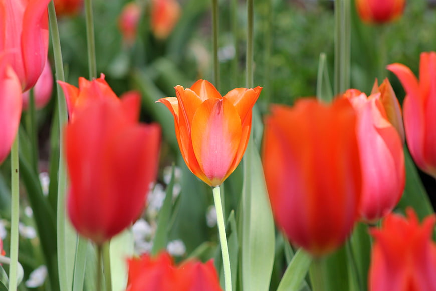 Vibrant orange tulip blooming in a garden