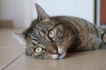 Close-up of a curious tabby cat lying on a tiled floor