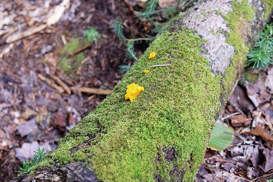Yellow Jelly Fungi on Mossy Log in Forest