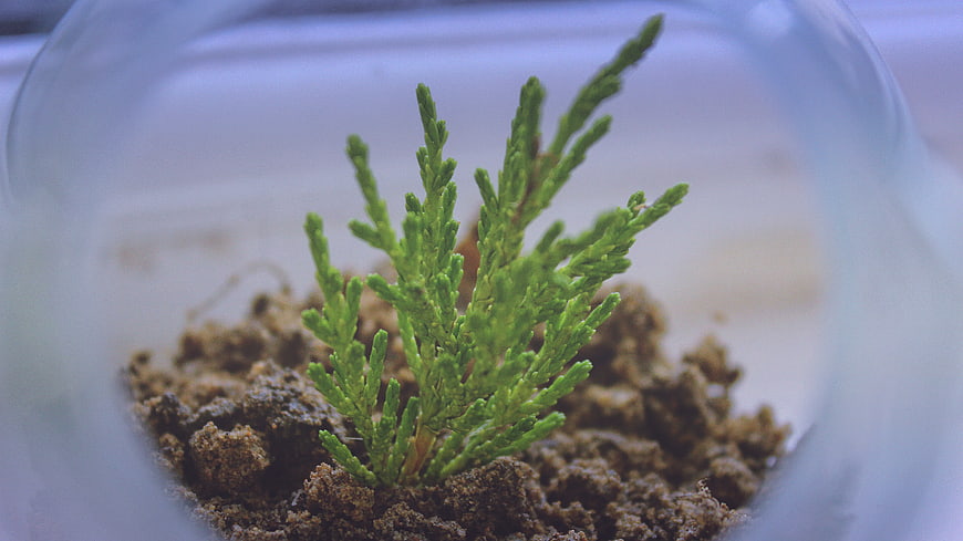 Small green plant sprout growing in soil inside glass bowl