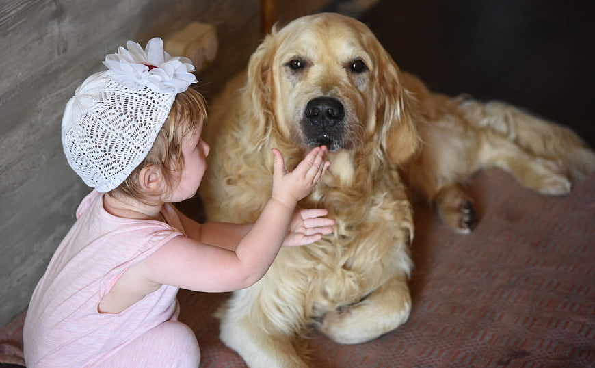 Toddler girl touching golden retriever face