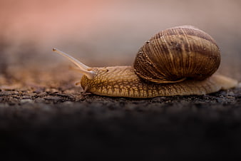 Close-up of a garden snail crawling on dark soil