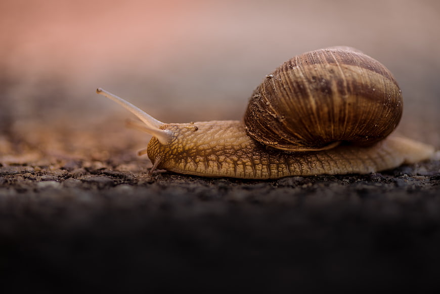 Close-up of a garden snail crawling on dark soil