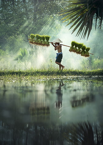 Asian farmer carrying rice seedlings in misty paddy field