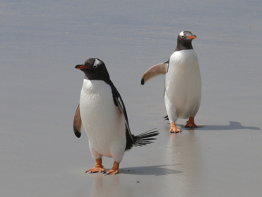Two Gentoo Penguins Standing On Wet Sand Beach