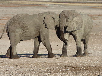 Two African Elephants Interacting in Arid Landscape