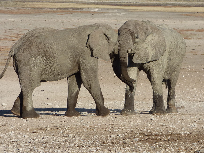 Two African Elephants Interacting in Arid Landscape