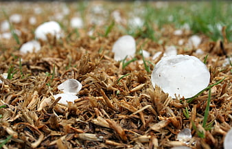 Large hailstones on dry grass after a storm