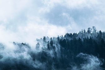 Misty coniferous forest on a foggy mountain slope