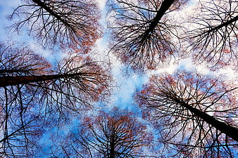 Low angle view of tall deciduous treetops against blue sky