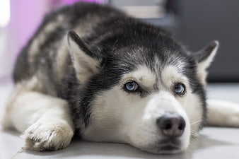 Close-up of a Husky with Blue Eyes Lying Down