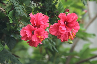 Vibrant Pink Double Hibiscus Flowers in Garden