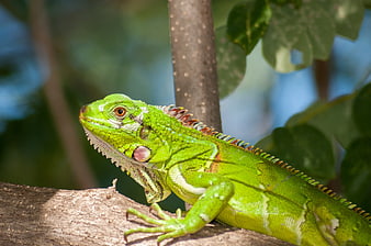 Vibrant Green Iguana Resting on Tree Branch