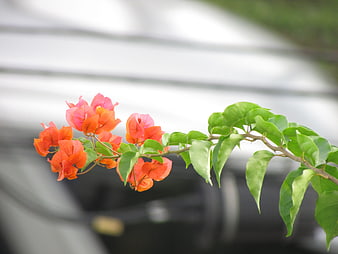 Vibrant Orange Bougainvillea Flowers on Green Branch